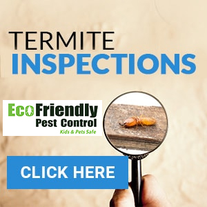 termite inspection